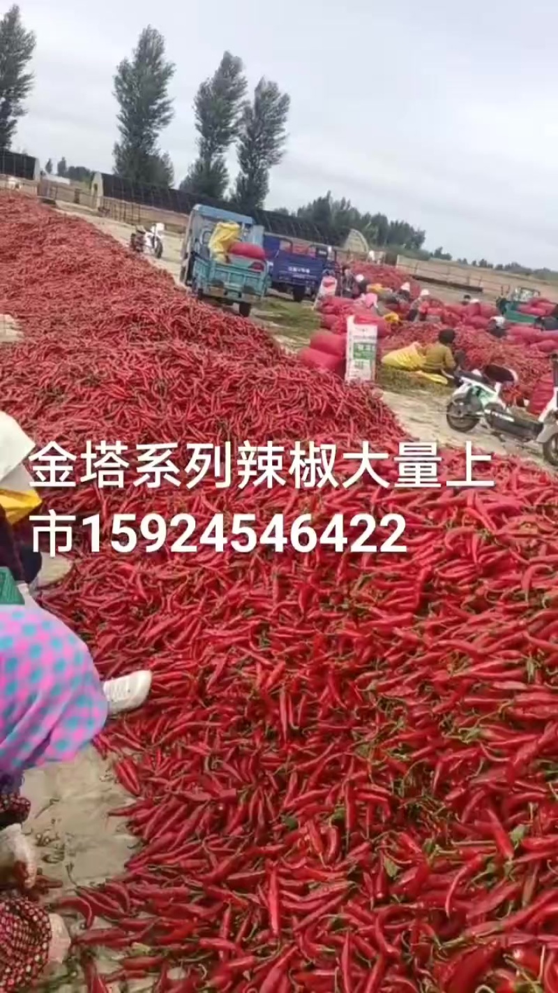 大量鲜椒上市金塔，红斌