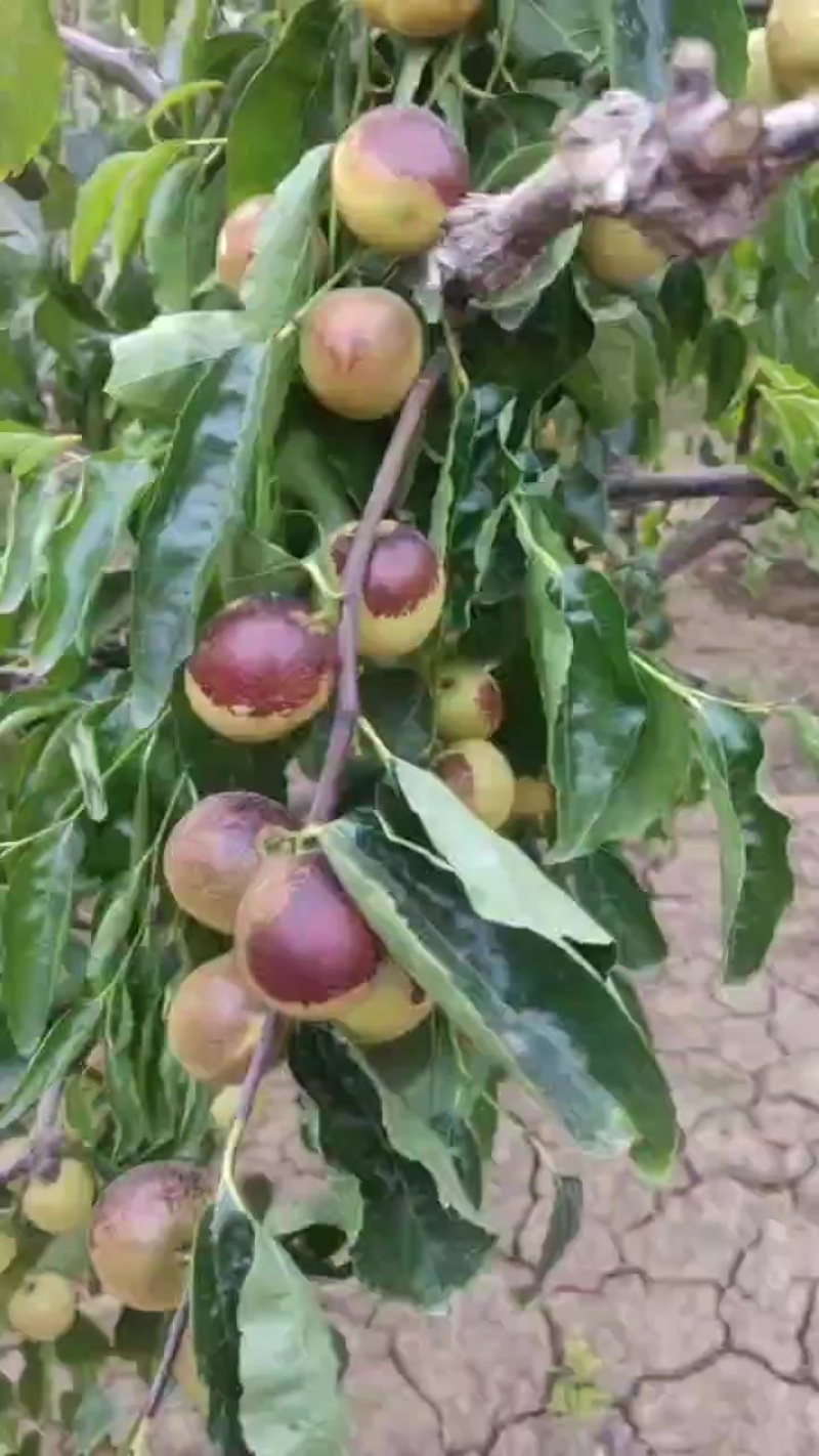 马奶枣，冬枣大量上市，需要的老板连系，皮薄多汁脆甜可口，