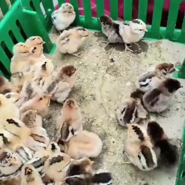 正宗淮南草鸡