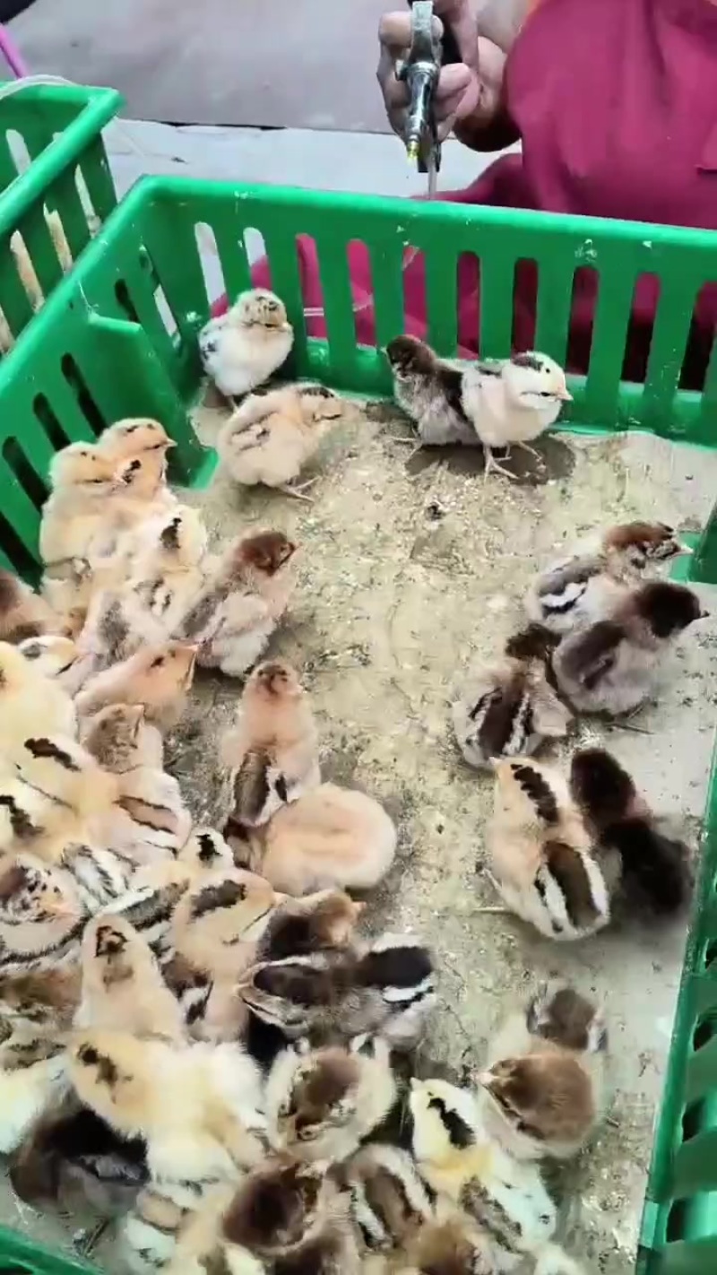 正宗淮南草鸡