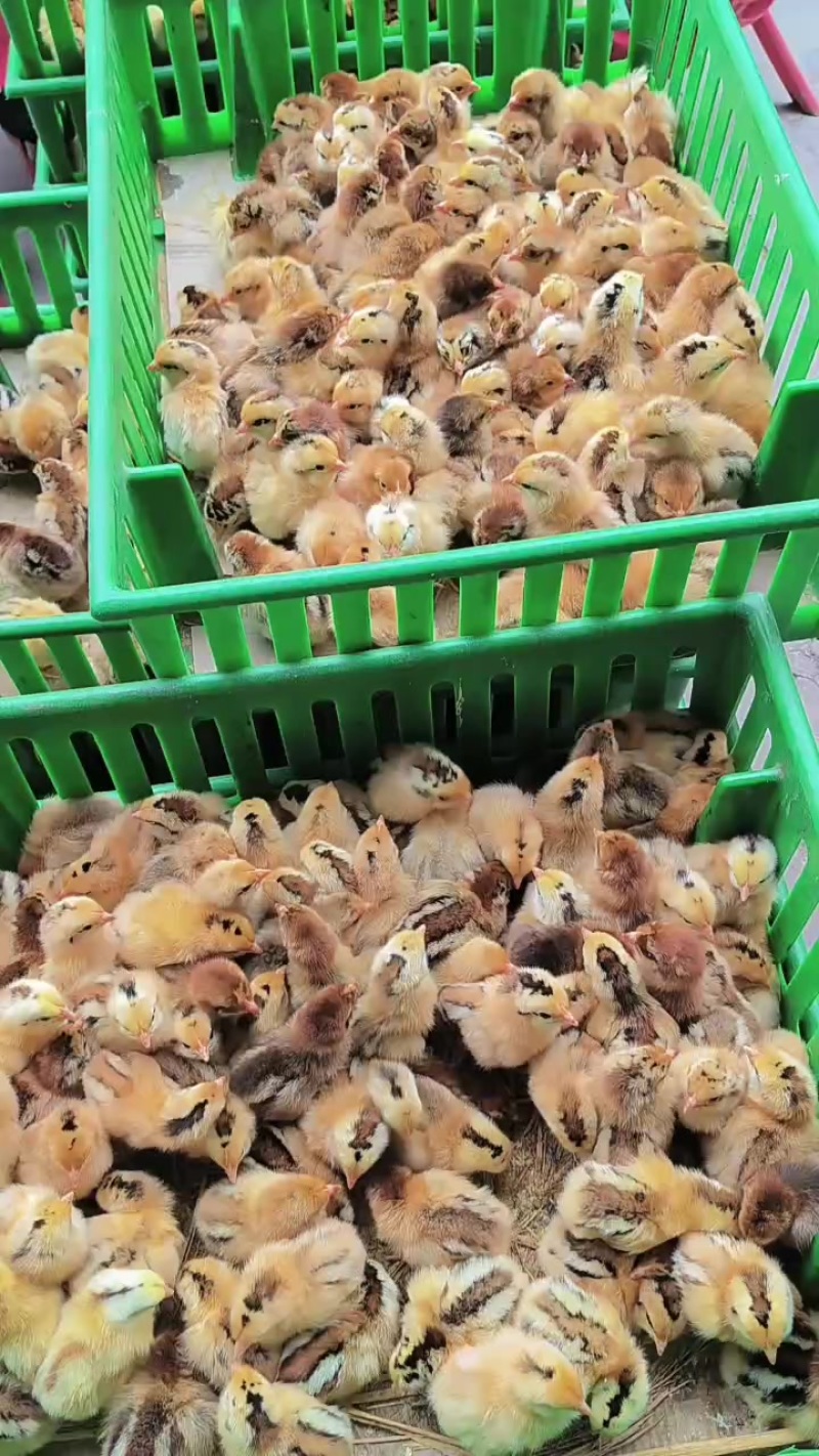 正宗淮南草鸡