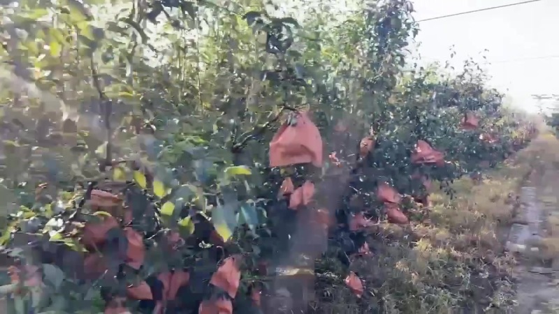丑梨
