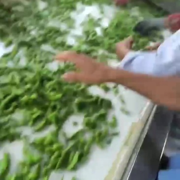 毛豆大量有货，欢迎新老客户咨询订购，