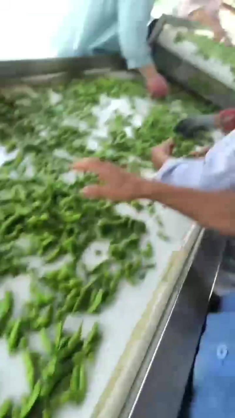 毛豆大量有货，欢迎新老客户咨询订购，