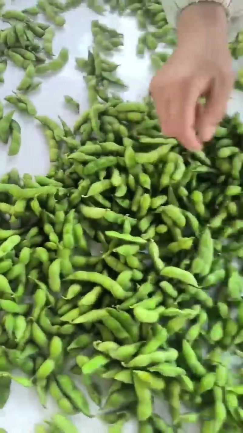 毛豆大量有货，欢迎新老客户咨询订购，