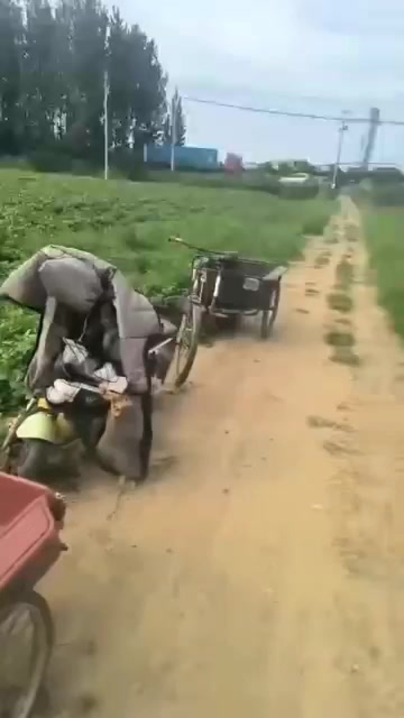 毛豆大量有货，欢迎新老客户咨询订购，