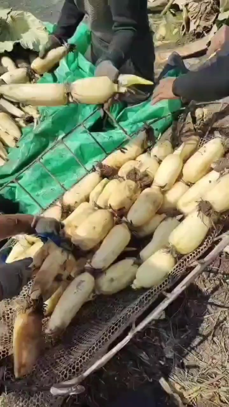 精品纯白货六号莲藕，原产地一手货源。