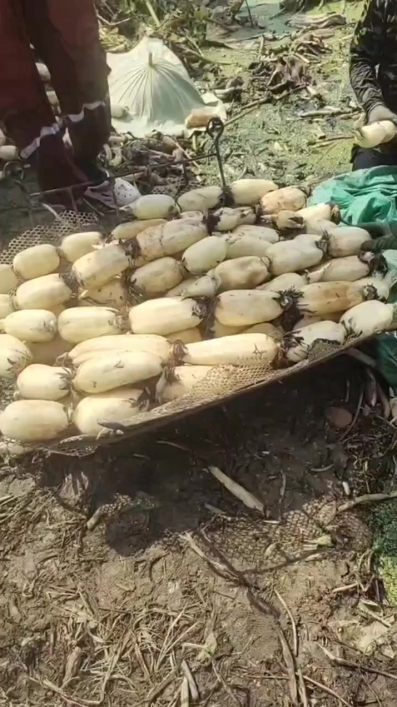 精品纯白货六号莲藕，原产地一手货源。