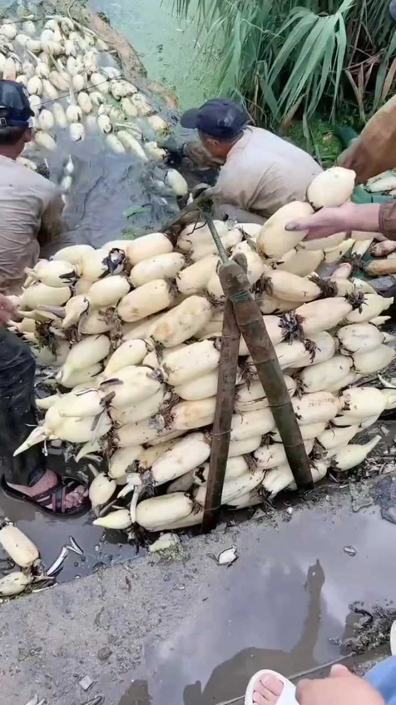 精品纯白货六号莲藕，原产地一手货源。