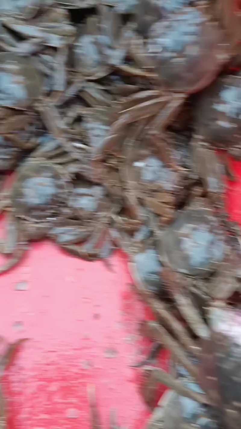 这里是河北唐山丰南区螃蟹便宜啦，快来抢购吧
