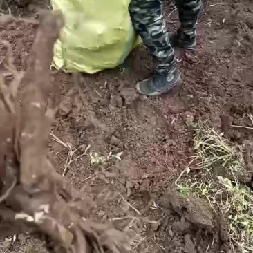 赤芍