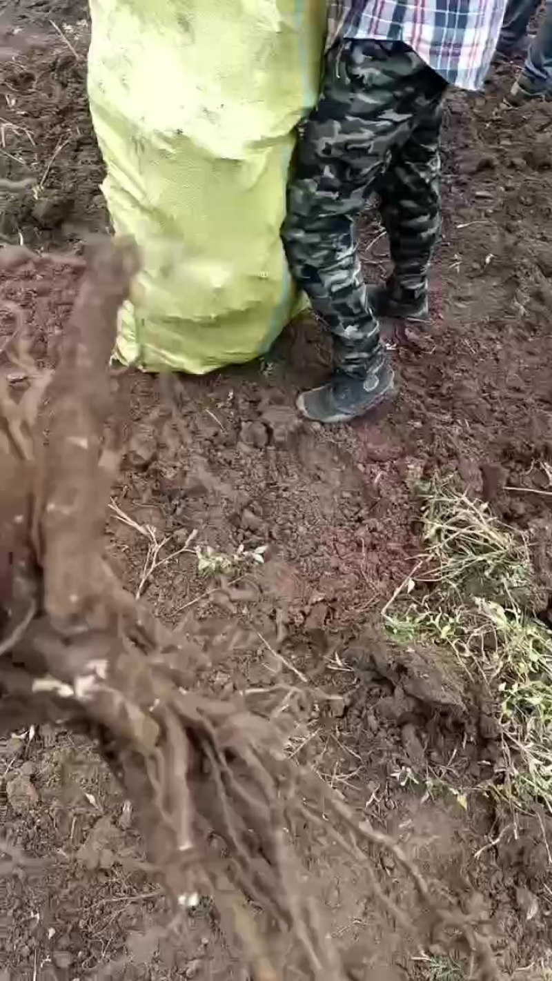 赤芍