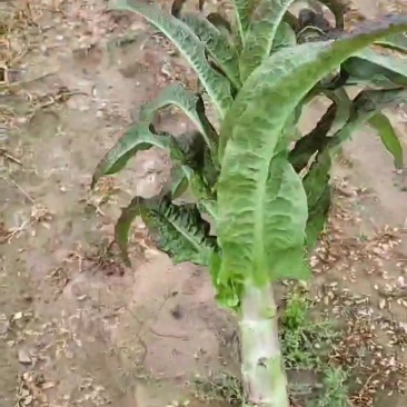 红叶香莴笋