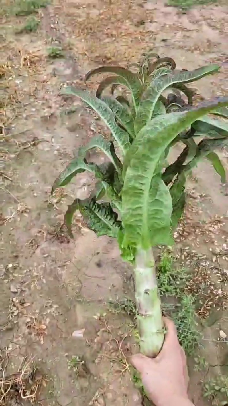红叶香莴笋