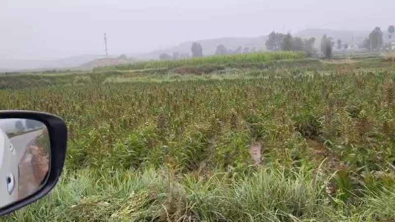 红叶香莴笋