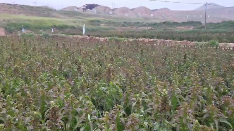 红叶香莴笋