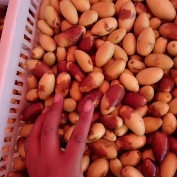 子弹头，马牙枣