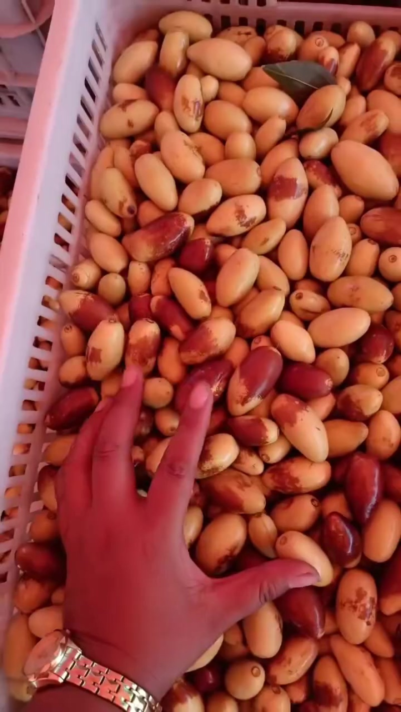 子弹头，马牙枣