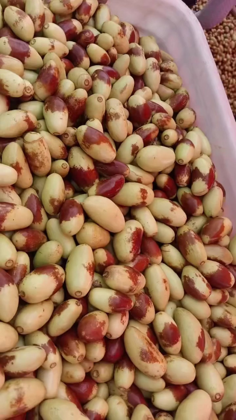 子弹头，马牙枣