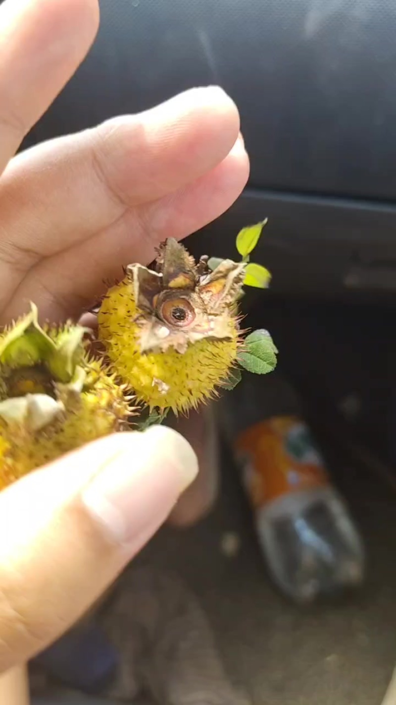 盘州刺梨