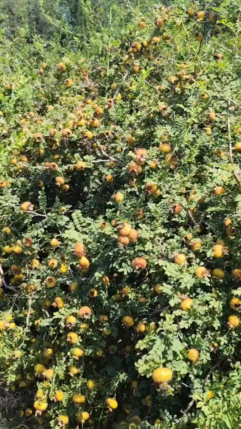盘州刺梨