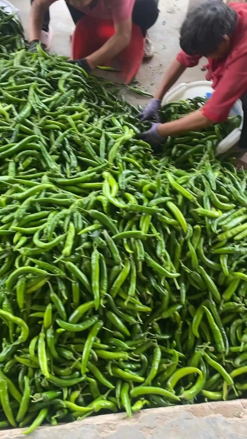 辣椒全国接单视频看货质量好价位低