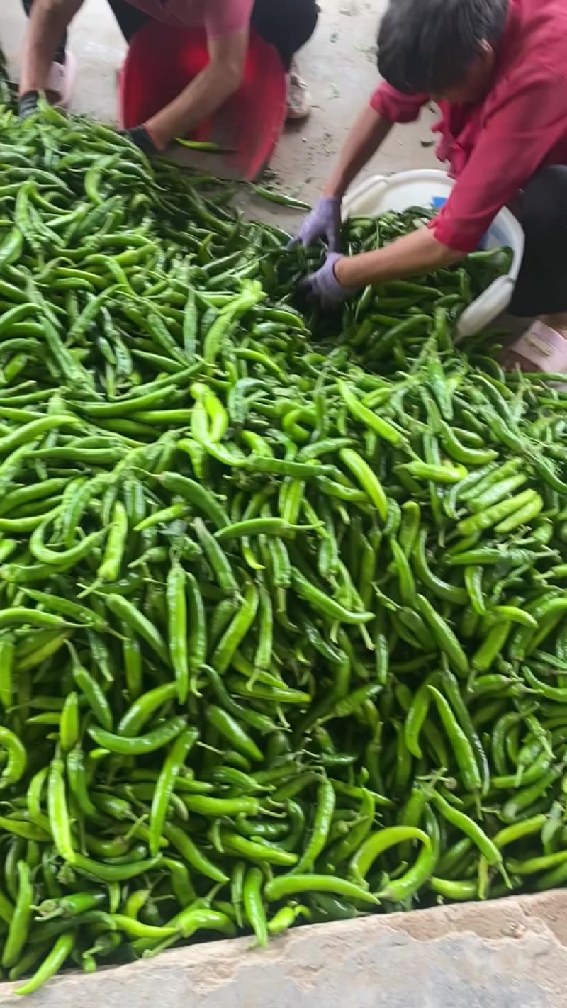 辣椒全国接单视频看货质量好价位低