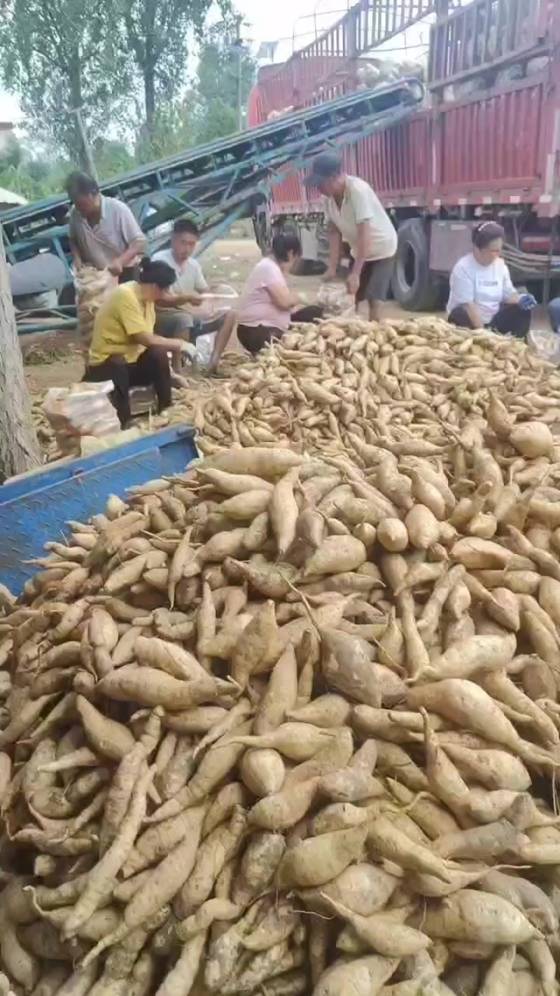 人参著红薯