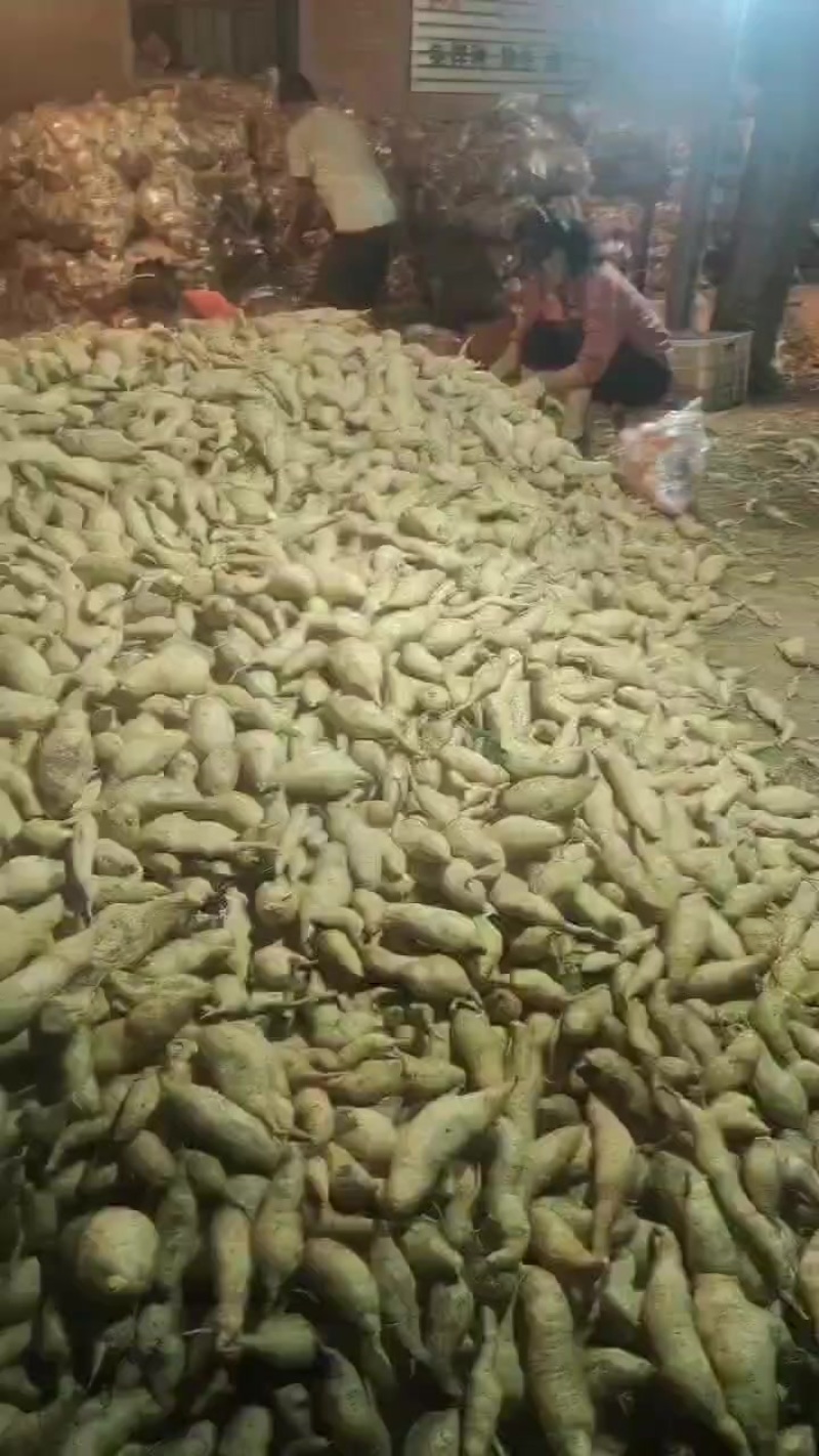 人参著红薯
