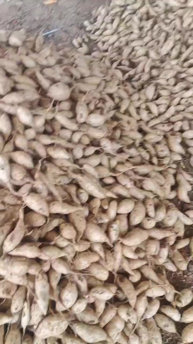 人参著红薯