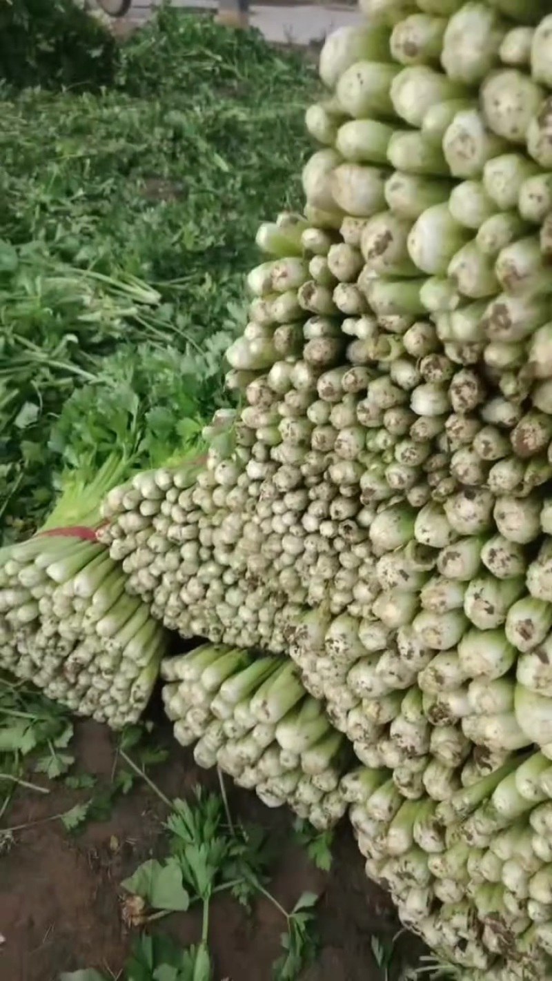 精品西芹
