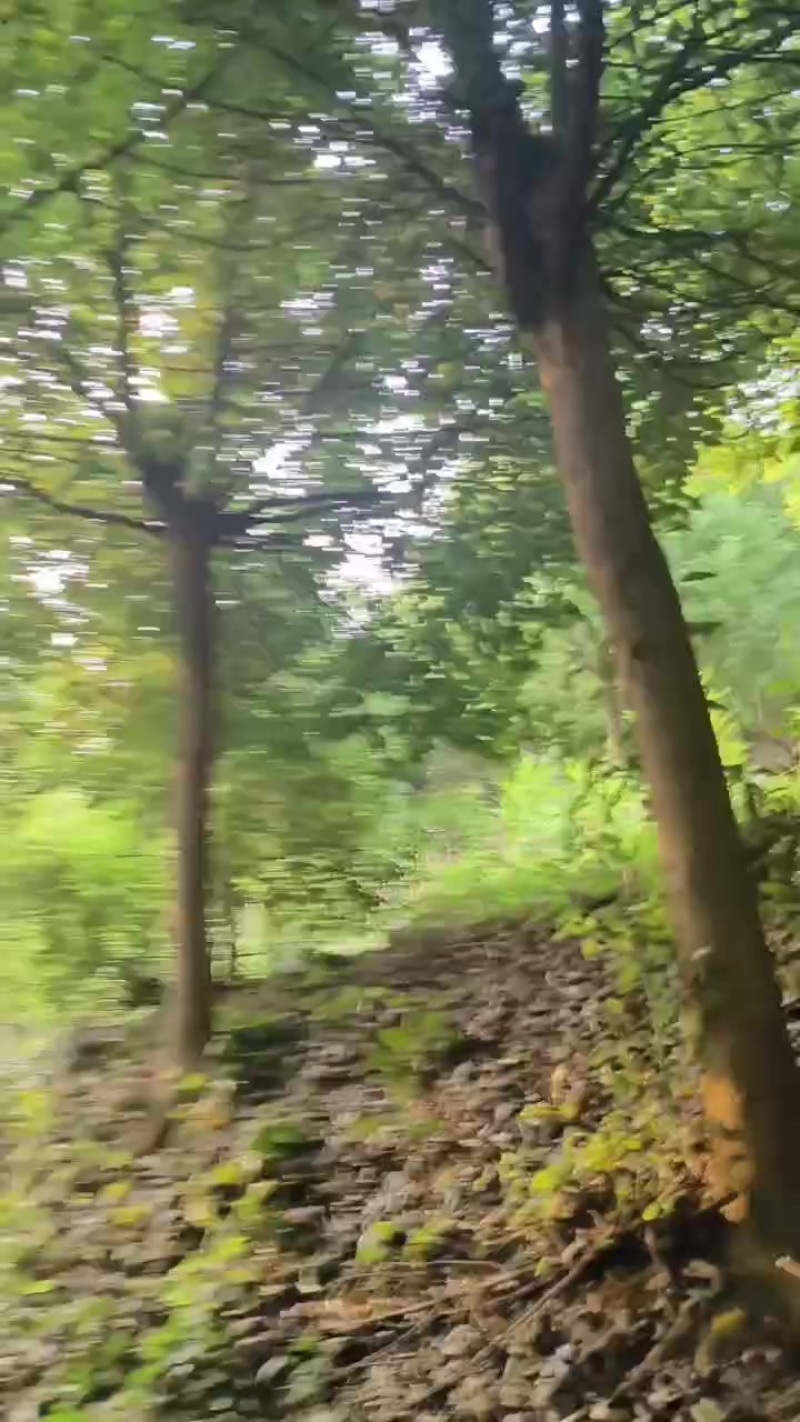 截杆香樟