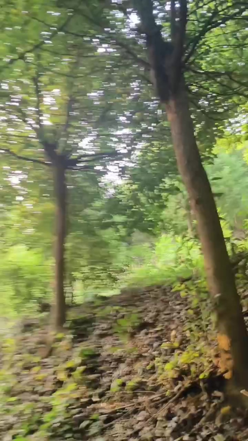 截杆香樟