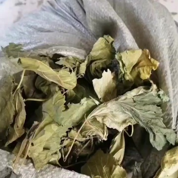 青桑叶六十吨，含量0.153