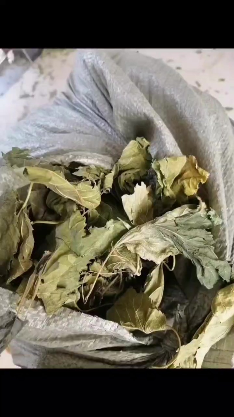 青桑叶六十吨，含量0.153