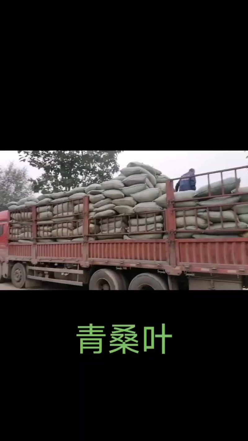 青桑叶六十吨，含量0.153
