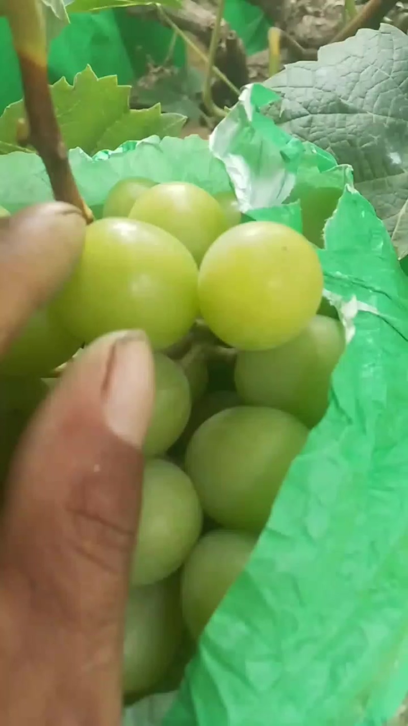 阳光玫瑰葡萄
