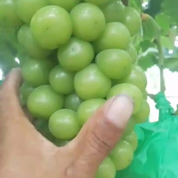 阳光玫瑰葡萄