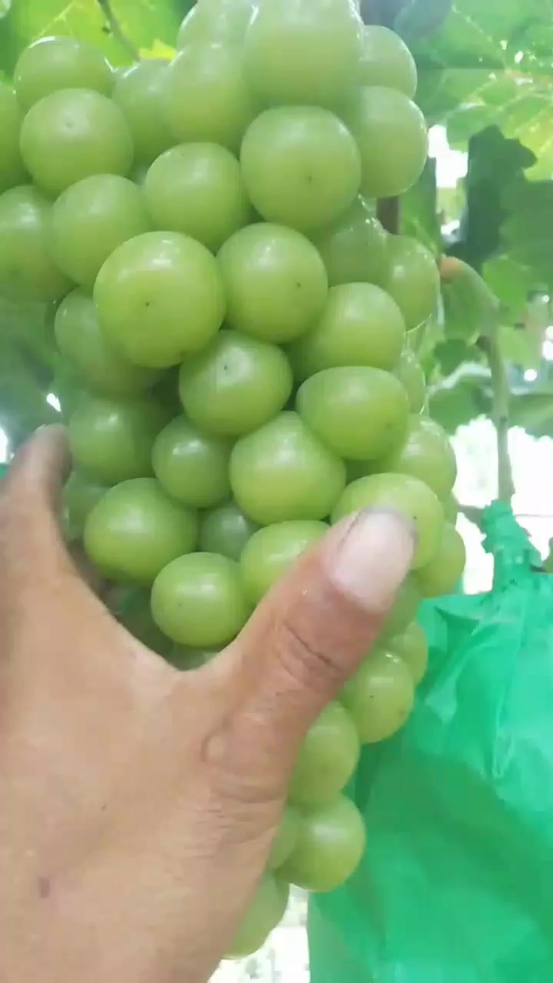 阳光玫瑰葡萄