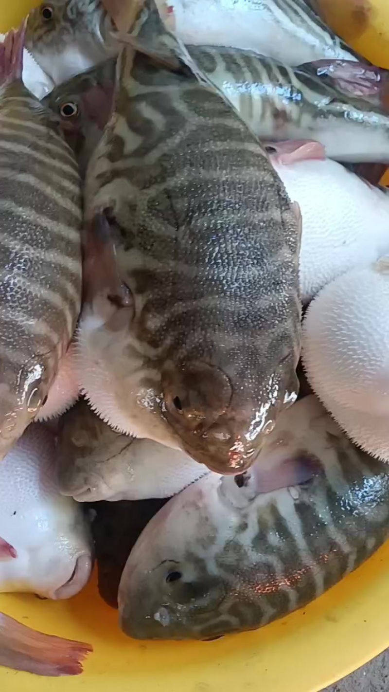 新鲜宰杀