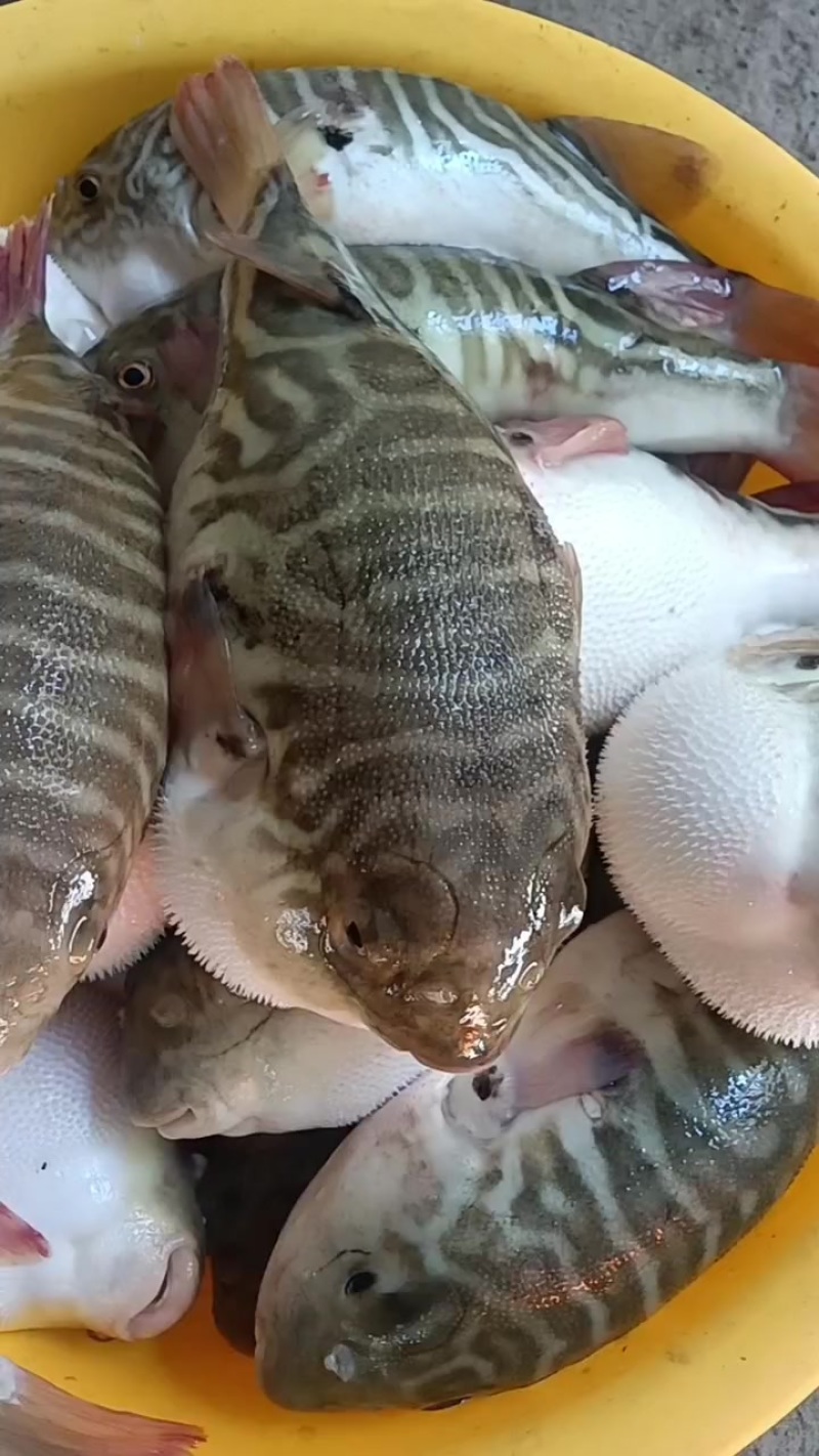 新鲜宰杀