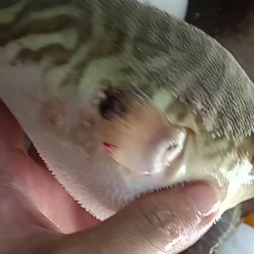 新鲜宰杀