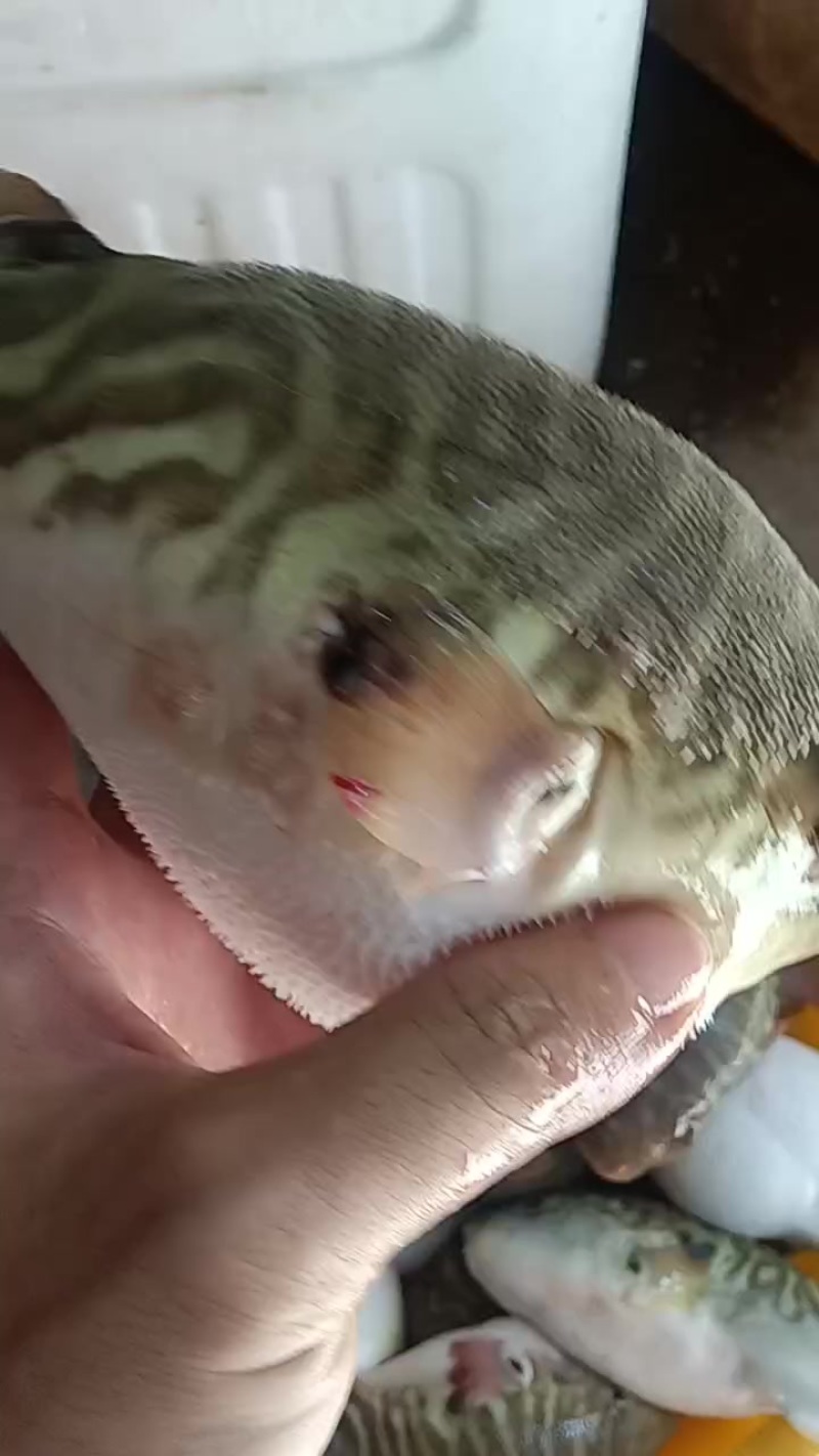 新鲜宰杀