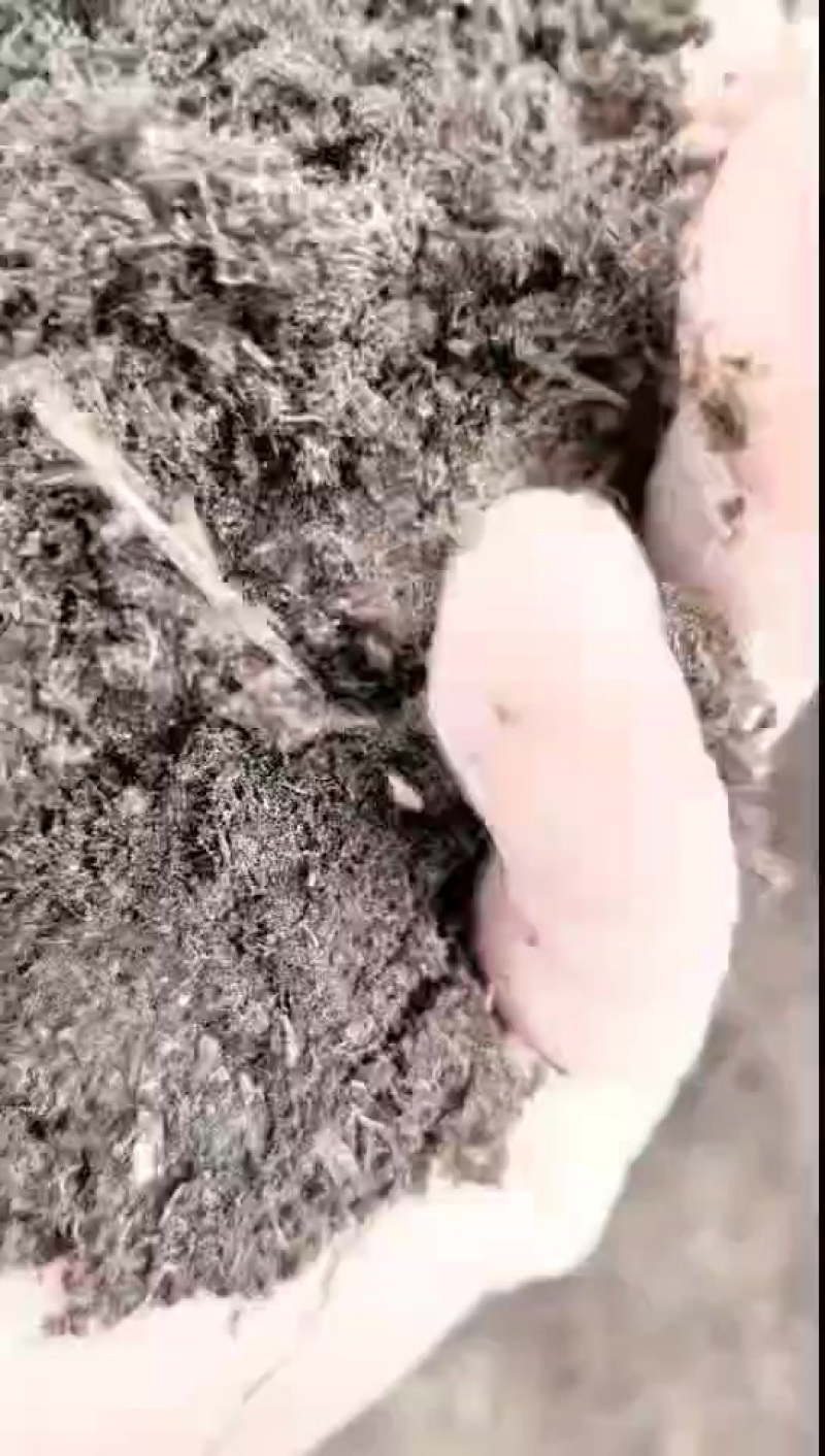 东北优质草炭热销中