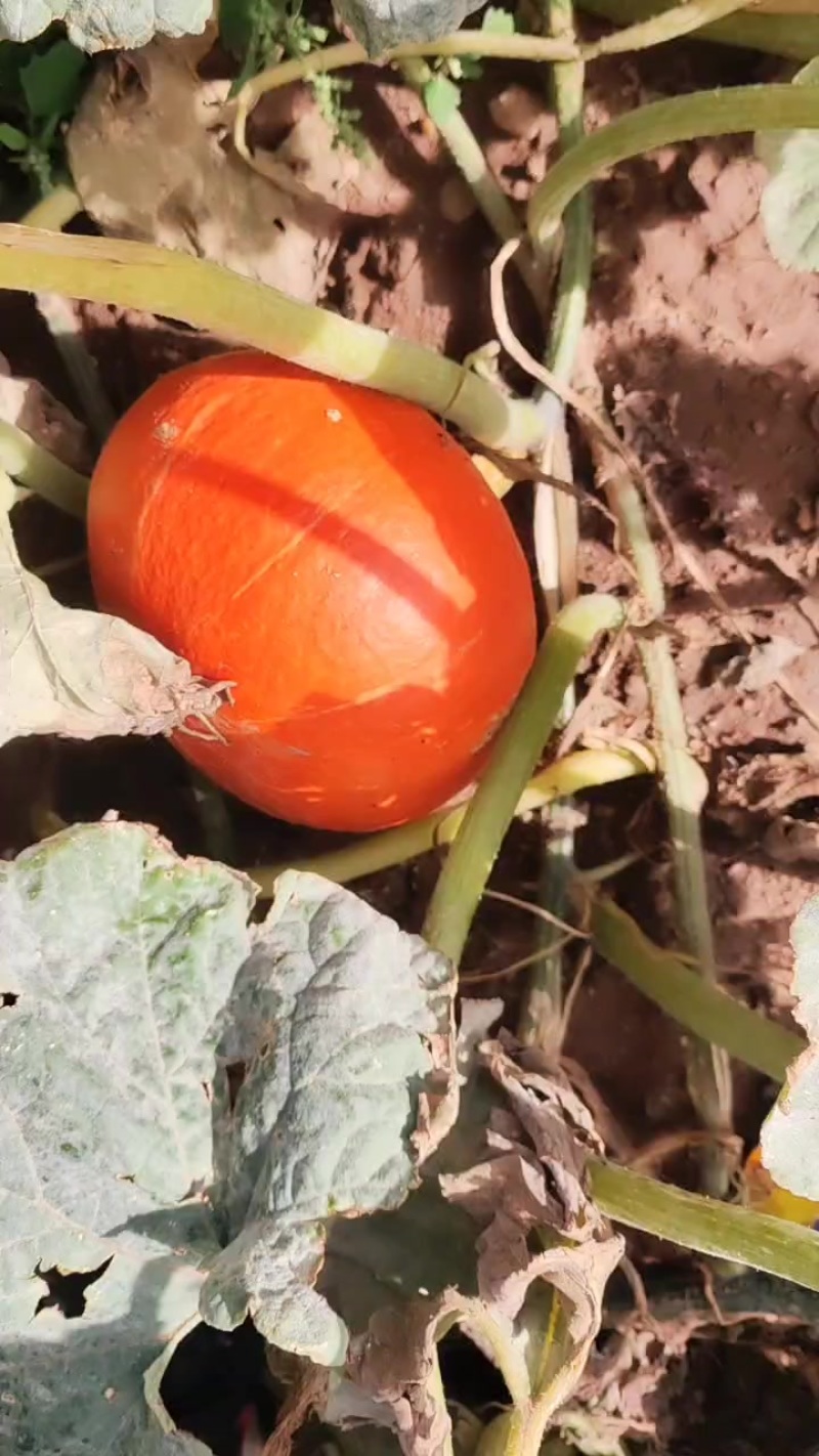工厂市场大红瓜