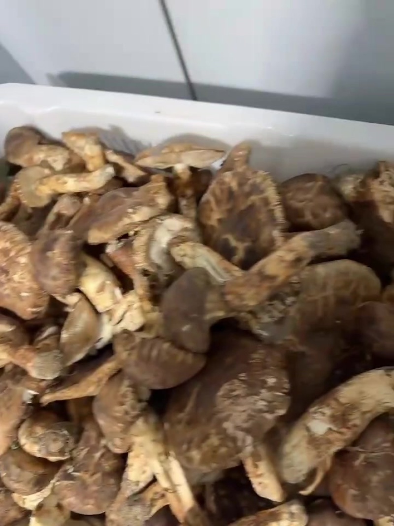 等外松茸