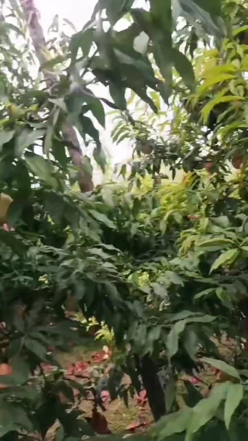 白桃红桃大甜桃水蜜桃现货