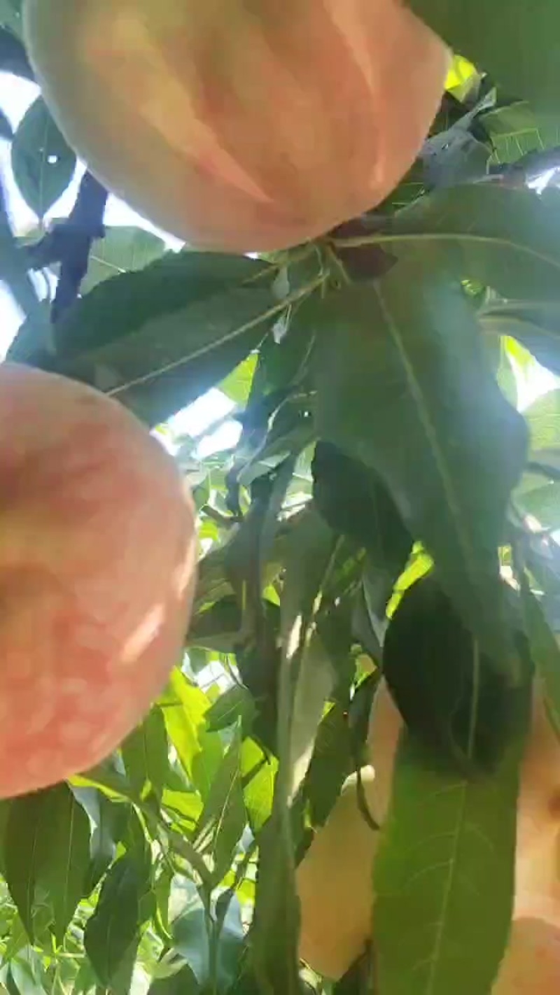 蓬仙十三毛桃上市了！！质量不错！！！！