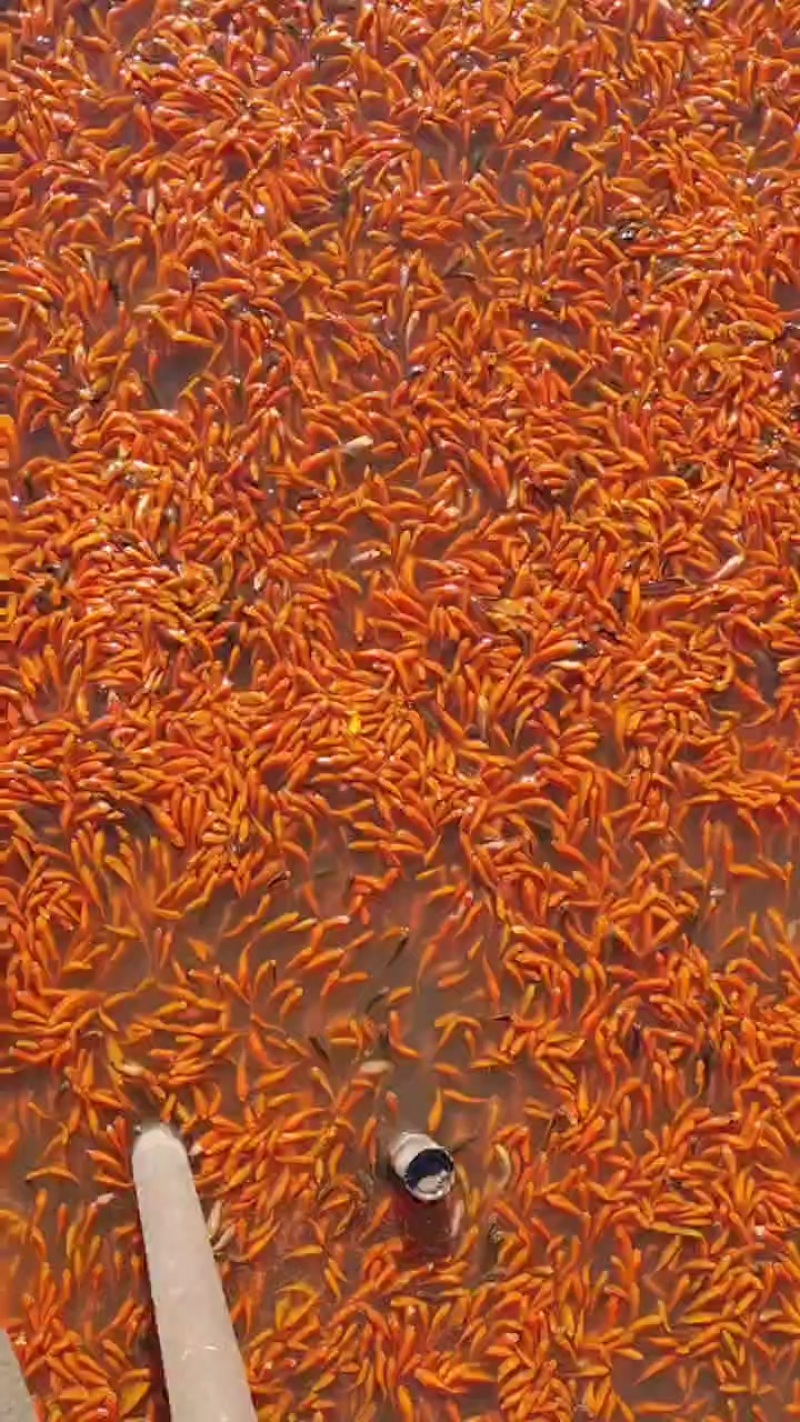 现货现货，小红草，私我