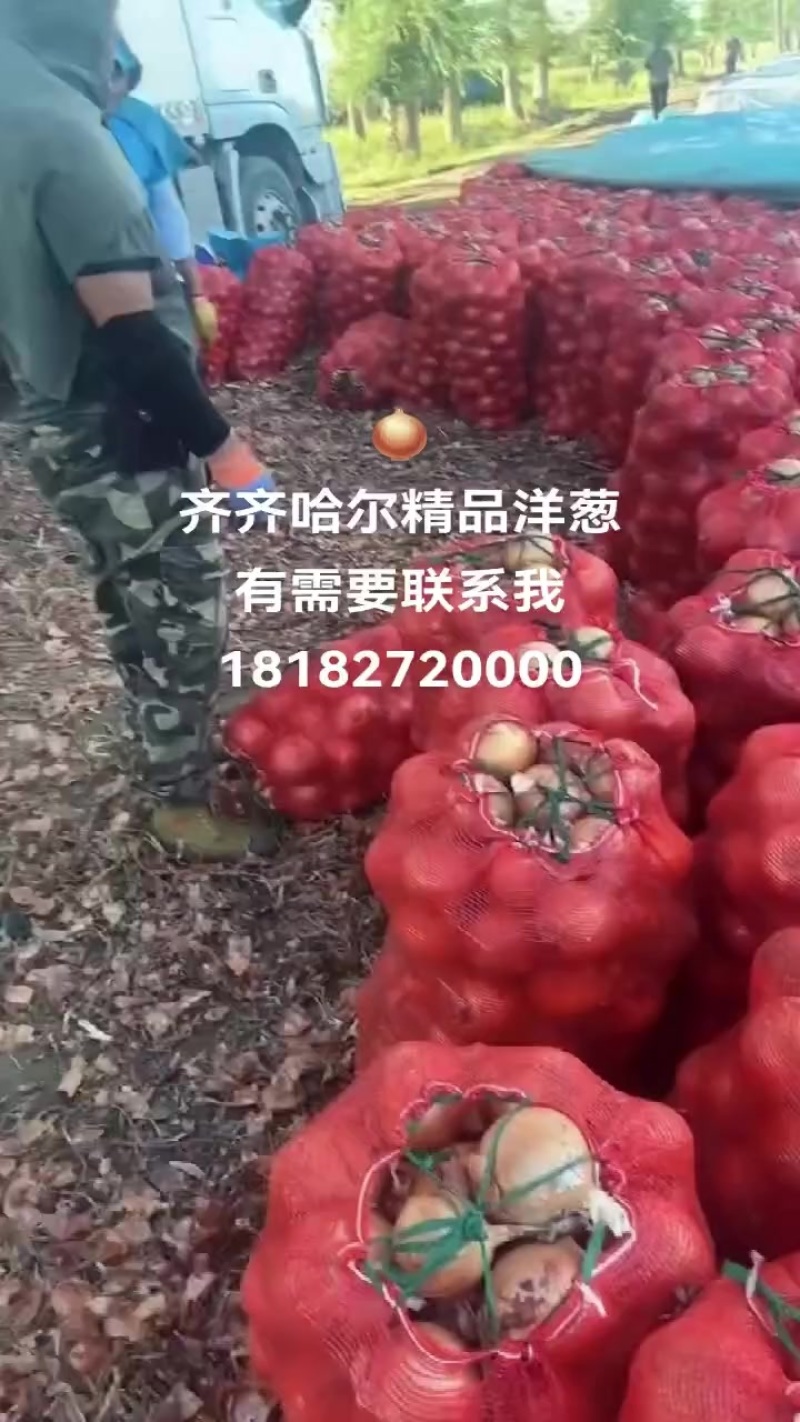 齐齐哈尔精品洋葱